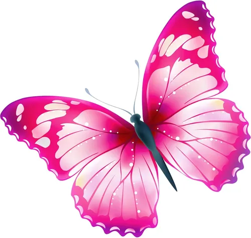 Бабочки Картинки розово-белая бабочка