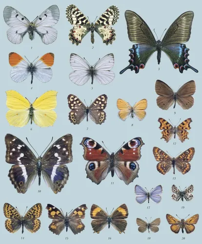 Бабочки Картинки арт