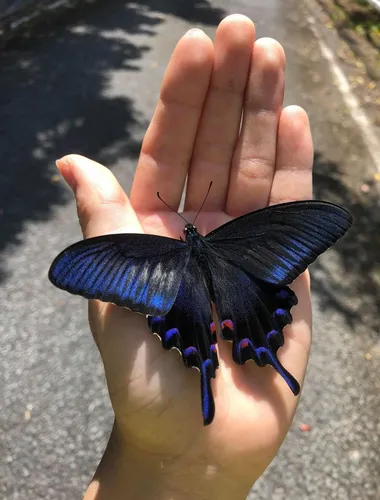 Бабочки Картинки рука, держащая черно-синюю бабочку
