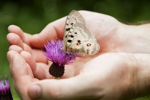Бабочки Картинки человек, держащий бабочку