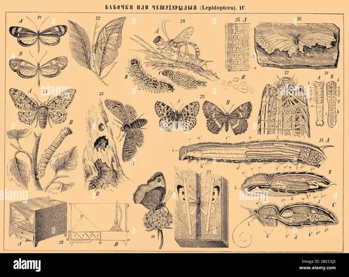 Бабочки Картинки текст, инженерный чертеж