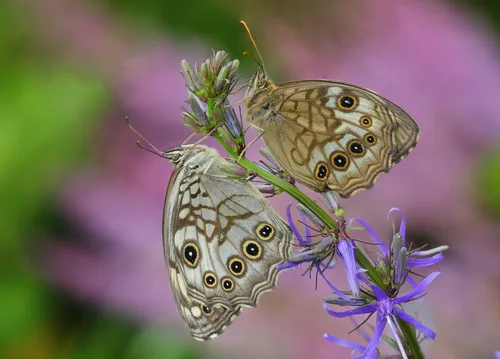 Бабочки Картинки пара бабочек на цветке