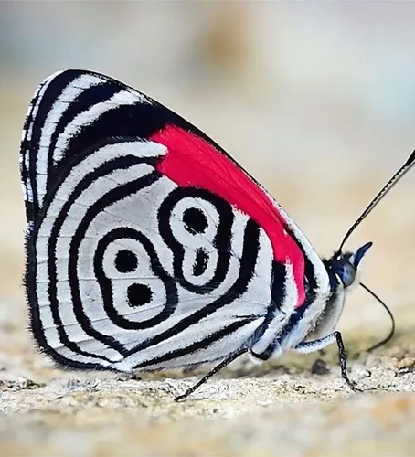 Бабочки Картинки черно-белая бабочка