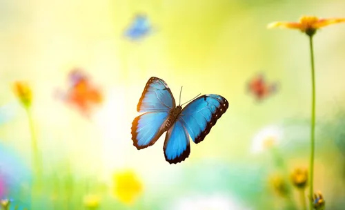 Бабочки Картинки картинки