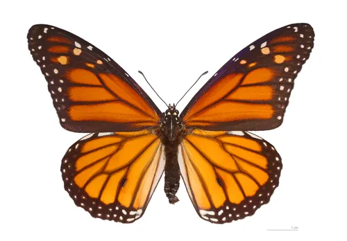 Бабочки Картинки бабочка с желтыми и черными крыльями