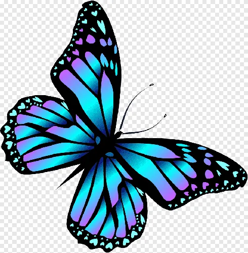 Бабочки Картинки сине-черная бабочка