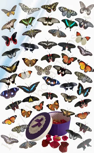 Бабочки Картинки для iPhone