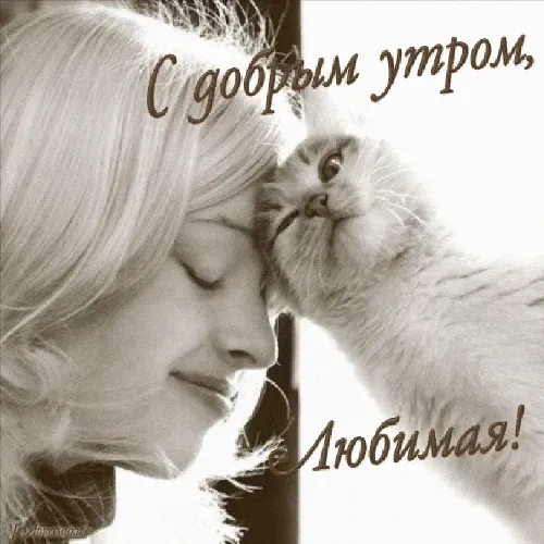 человек целует кошку