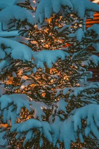 Зимние Картинки дерево, покрытое снегом
