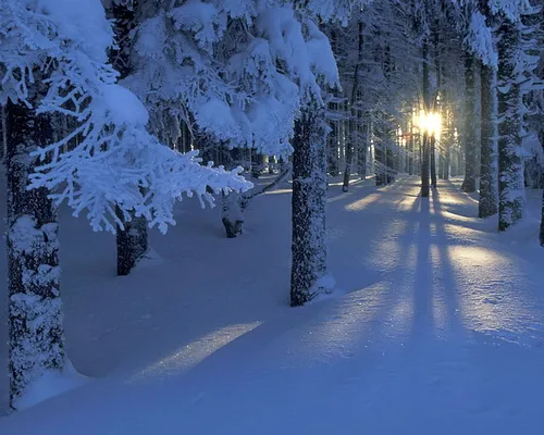 Зимние Картинки снежная дорога с деревьями по обе стороны