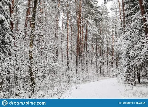 Зимние Картинки заснеженная дорога с деревьями по обе стороны