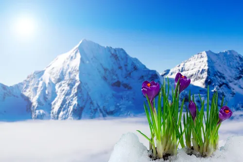 Зимние Картинки цветы на снегу