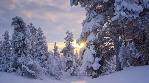 Зимние Картинки заснеженный лес с деревьями