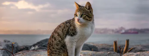 Кошек Картинки кошка, стоящая на пляже