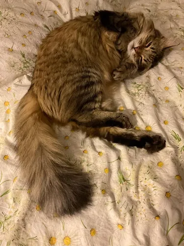 Кошек Картинки кошка спит на кровати