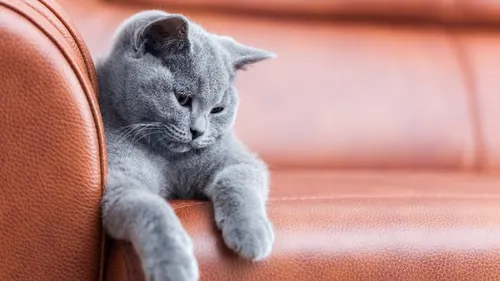 Кошек Картинки котенок на ковре