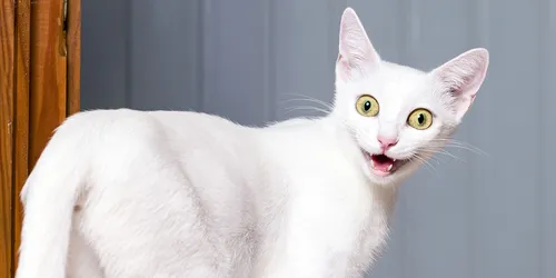 Кошек Картинки белая кошка с открытым ртом