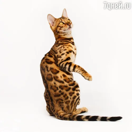 Кошек Картинки кошка с поднятыми лапами