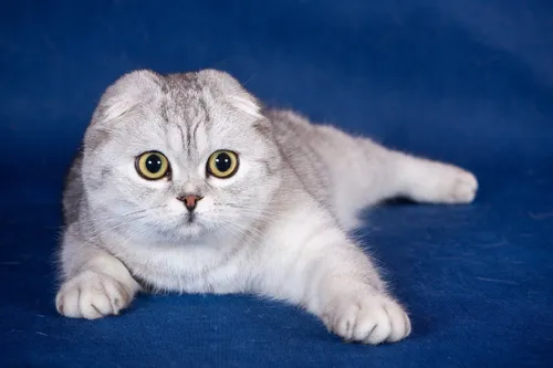Кошек Картинки кошка, лежащая на синем одеяле