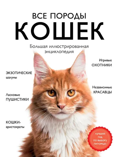 Кошек Картинки кошка с красным кругом вокруг головы