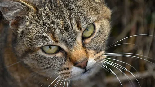 Кошек Картинки кошка с зелеными глазами