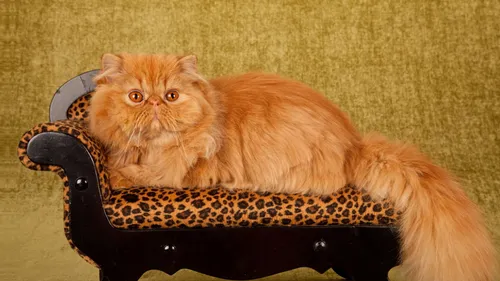 Кошек Картинки кошка, лежащая в корзине