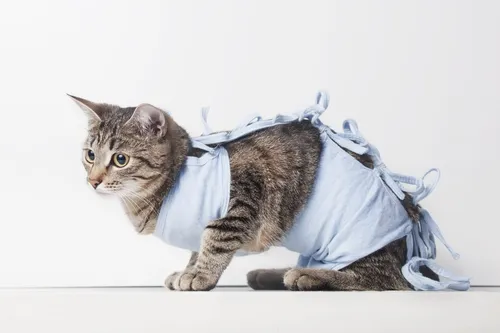 Кошек Картинки кошка в сумке