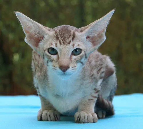 Кошек Картинки котенок, сидящий на синей поверхности