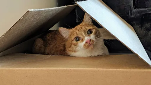 Кошек Картинки кот в коробке