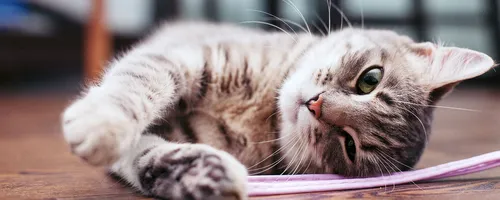 Кошек Картинки кошка, лежащая на деревянном полу