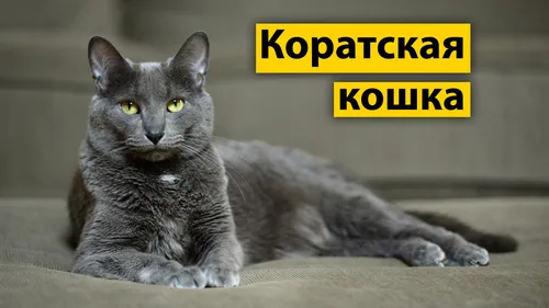 Кошек Картинки кошка, лежащая на земле