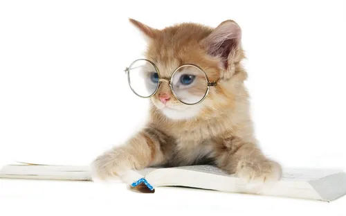 Кошек Картинки кошка в очках