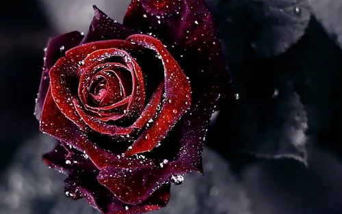 Розы Цветы Обои на телефон роза крупным планом