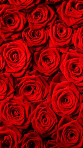 Розы Цветы Обои на телефон бесплатные обои