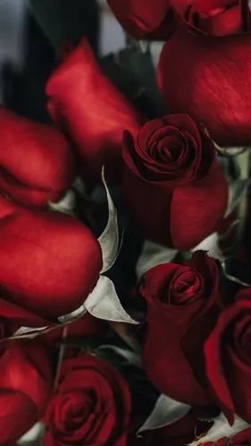 Розы Цветы Обои на телефон крупный план букета красных роз