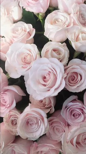 Розы Цветы Обои на телефон фто на айфон