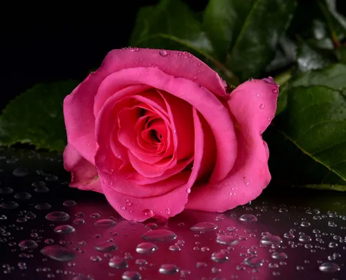 Розы Цветы Обои на телефон розовая роза на черной поверхности