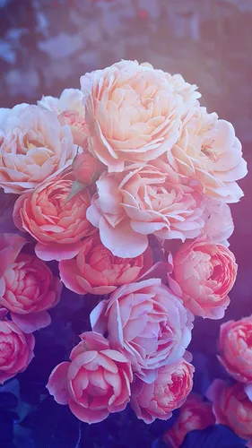 Розы Цветы Обои на телефон фото для телефона