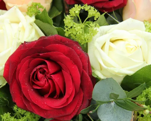 Розы Цветы Обои на телефон фото на Samsung