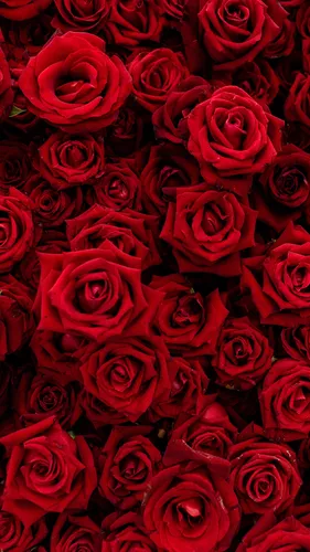 Розы Цветы Обои на телефон изображение