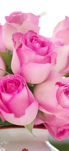 Розы Цветы Обои на телефон группа розовых роз