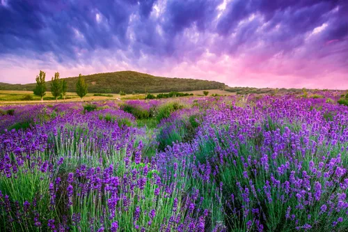 Лето Картинки поле фиолетовых цветов