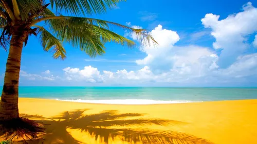 Лето Картинки пальма на пляже