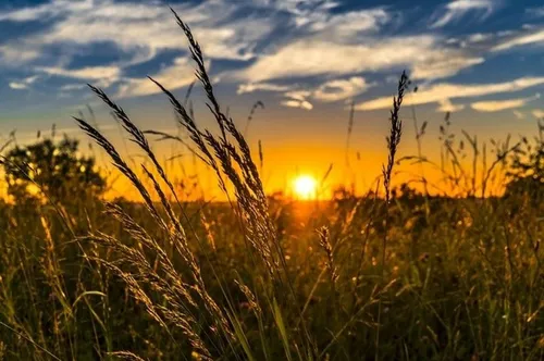 Лето Картинки поле пшеницы с закатом солнца на заднем плане