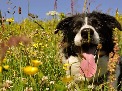 Лето Картинки собака в цветочном поле