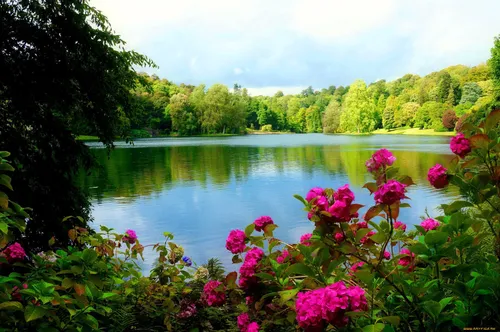 Лето Картинки водоем с цветами вокруг него и деревьями вокруг него