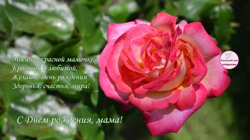 С Днем Рождения Мама Картинки розовая роза с зелеными листьями