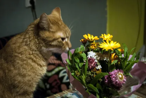 С Цветами Картинки кошка, пахнущая цветами