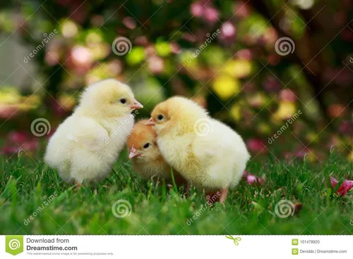 Маленькие Картинки пара цыплят в траве