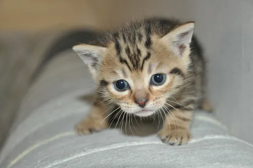 Маленькие Картинки маленький котенок с голубыми глазами